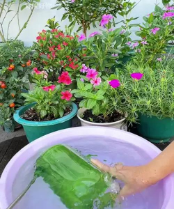 家庭养花用生根粉