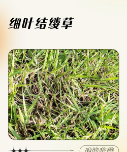 结缕草草坪常见病害防治方法