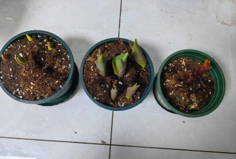 家庭养花用生根粉