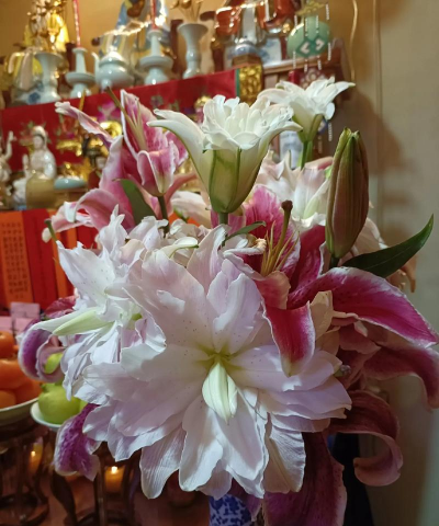 家庭养花用生根粉