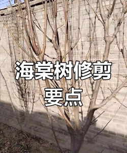 西湖海棠如何养护