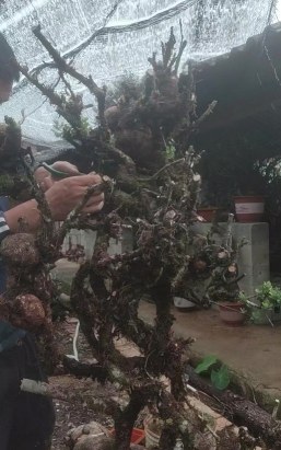 家庭养花用生根粉