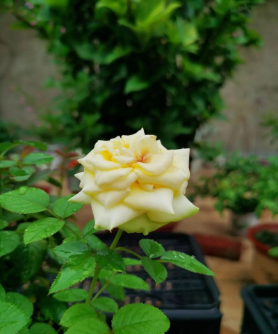 家庭养花用生根粉