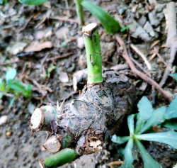 家庭养花用生根粉