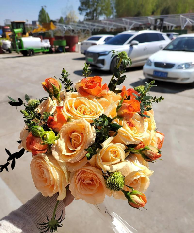 家庭养花用生根粉