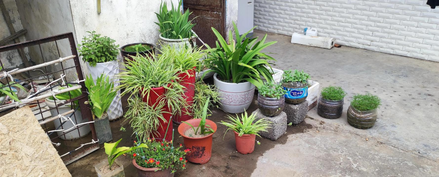 家庭养花用生根粉