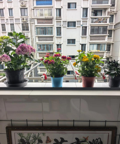 家庭养花用生根粉