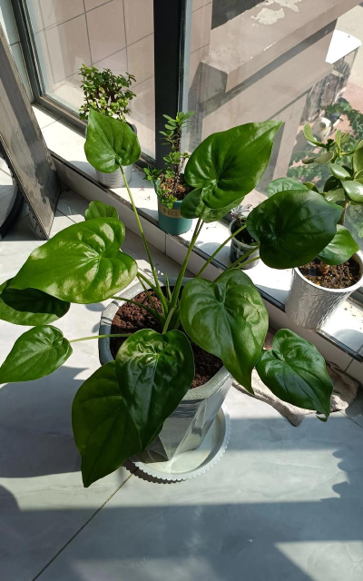 家庭养花用生根粉