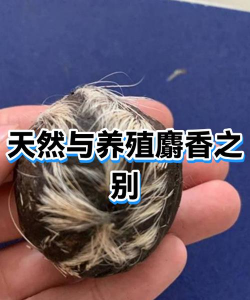 麝香苗冬天如何养殖