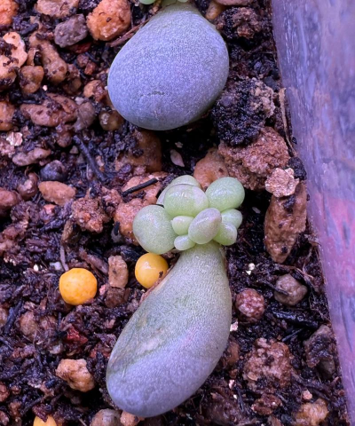 家庭养花用生根粉