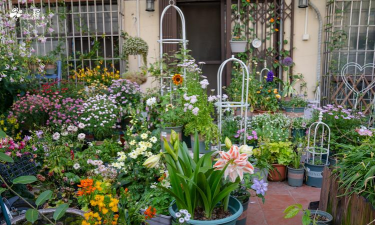 家庭养花用生根粉