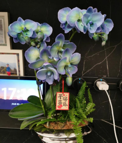 家庭养花用生根粉