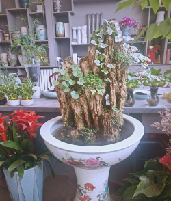 家庭养花用生根粉