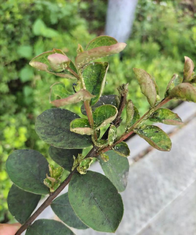 紫薇煤污病 紫薇煤污病