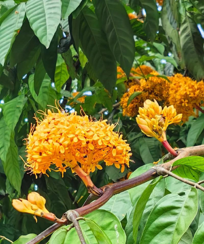 无忧花是什么颜色