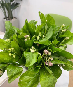 叶酸可以养花么