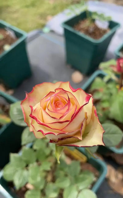 家庭养花用生根粉