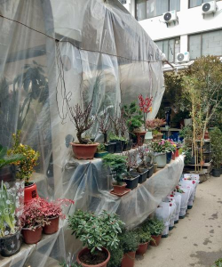 家庭养花用生根粉