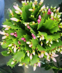 家庭养花用生根粉