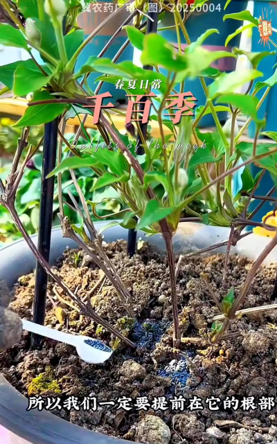 家庭养花用生根粉