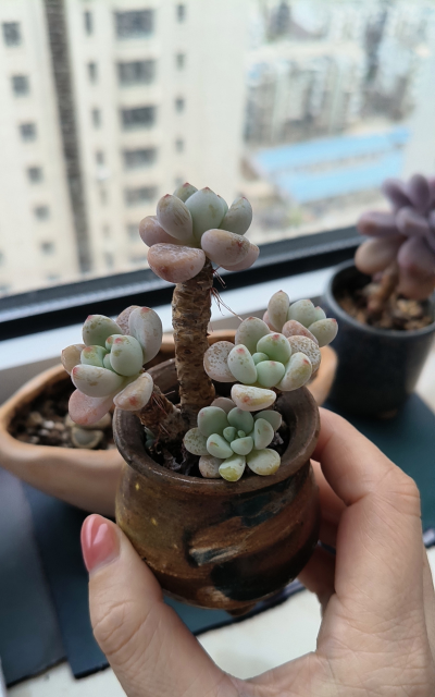 家庭养花用生根粉