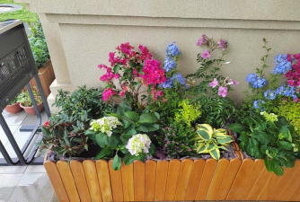 家庭养花用生根粉