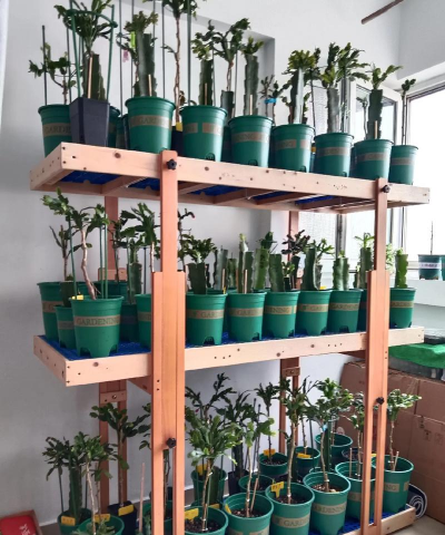 家庭养花用生根粉