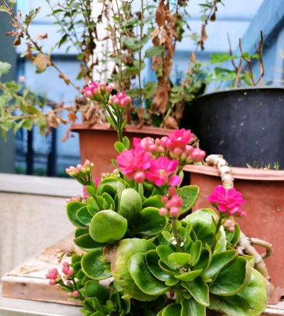 家庭养花用生根粉