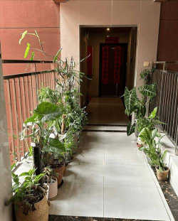 家庭养花用生根粉