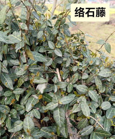 络石藤怎么栽培
