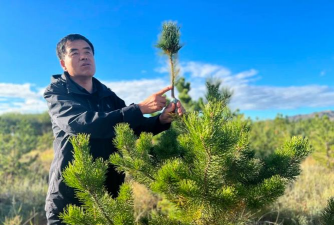 樟子松嫁接红松苗木繁殖技术