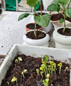 家庭养花用生根粉