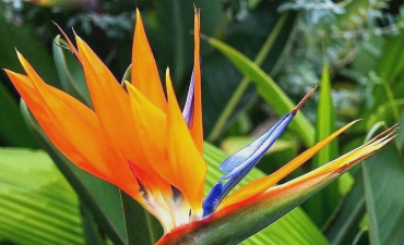 肯尼亚养花优势