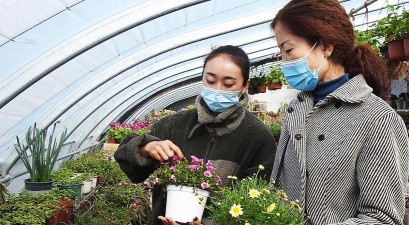 家庭养花用生根粉