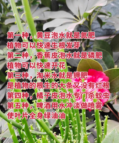 家庭养花用生根粉