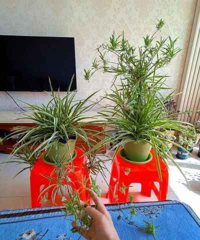 家庭养花用生根粉