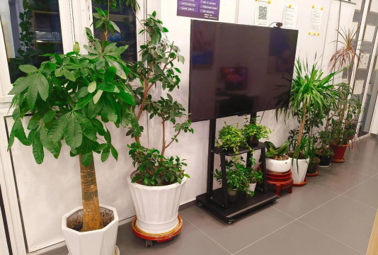 家庭养花用生根粉