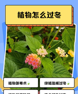 大叶植物如何过冬