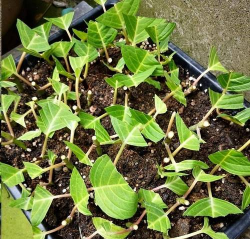 家庭养花用生根粉