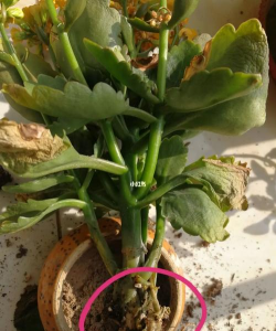 家庭养花用生根粉