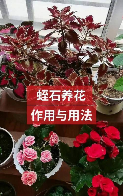 家庭养花用生根粉