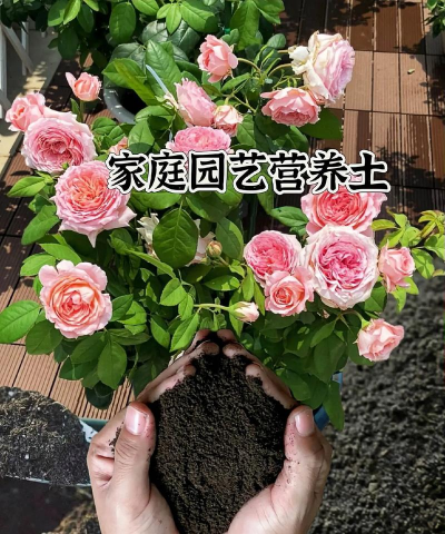 家庭养花用生根粉