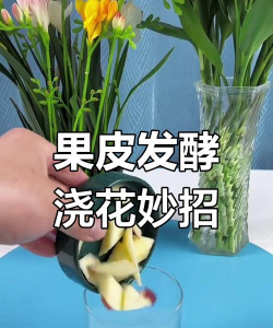 苹果发酵水养花
