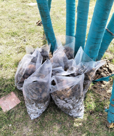 家庭养花用生根粉