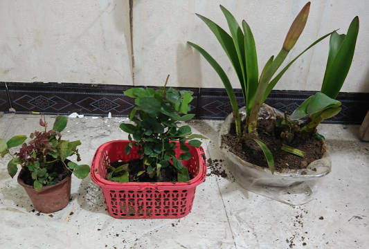 家庭养花用生根粉