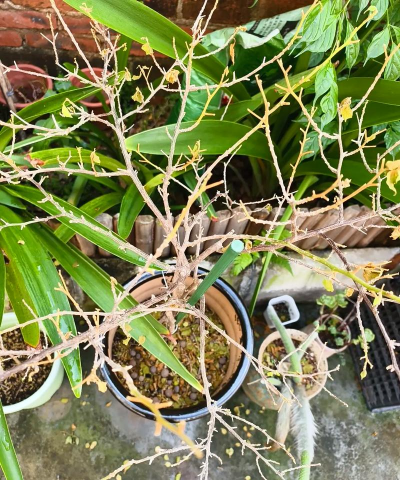 家庭养花用生根粉