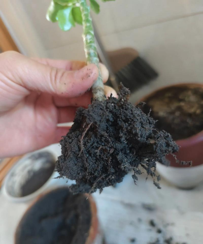 家庭养花用生根粉