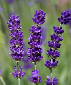 薰衣草的外形像什么