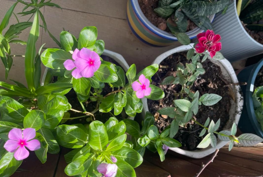 家庭养花用生根粉