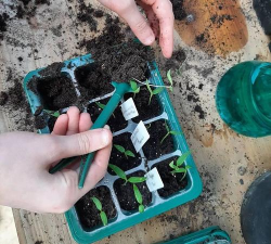 家庭养花用生根粉